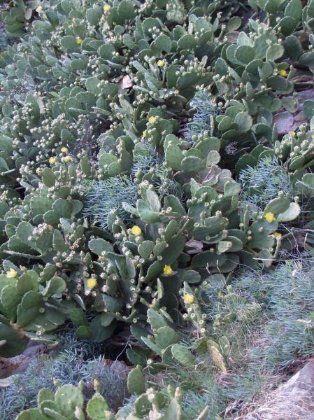����� ���������� ����