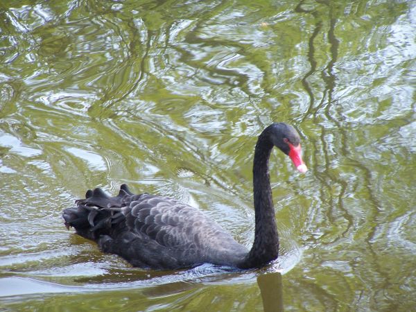 ������ ������, �������� ������� ����