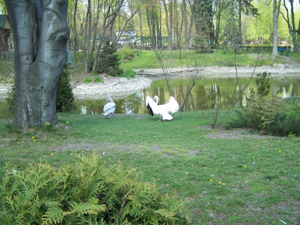 �������� ������� ����