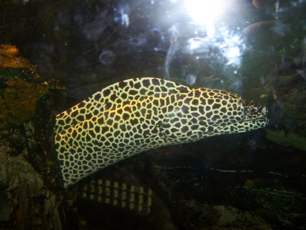 �������� ������� ����