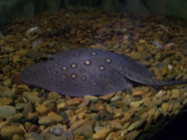 ����, �������� ������� ����