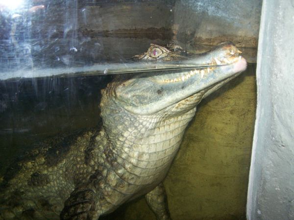 ��������, �������� ������� ����