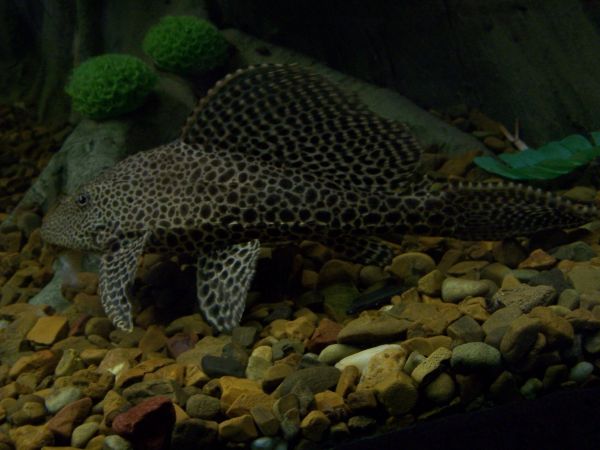 �������� �������, ���� ����