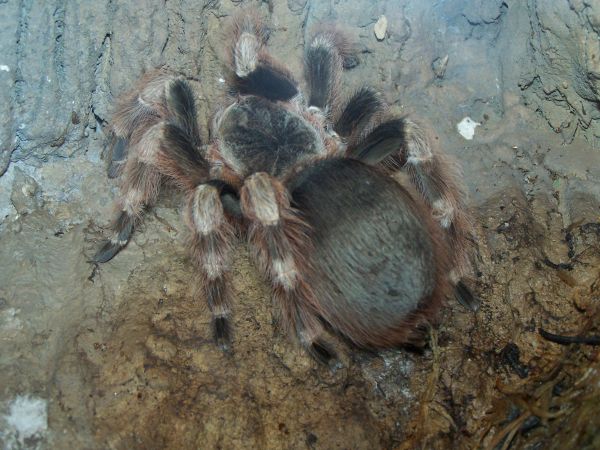 �������� �������, ���� ����