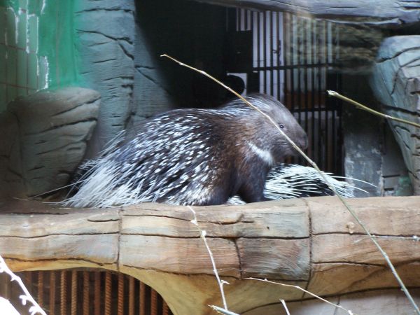 ��������, �������� ������� ����