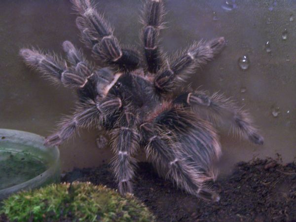 �������� ������� ����