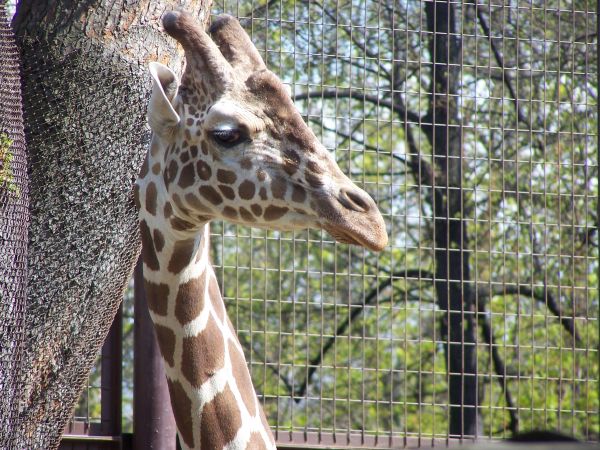 �����, �������� ������� ����