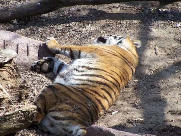 ����, �������� ������� ����