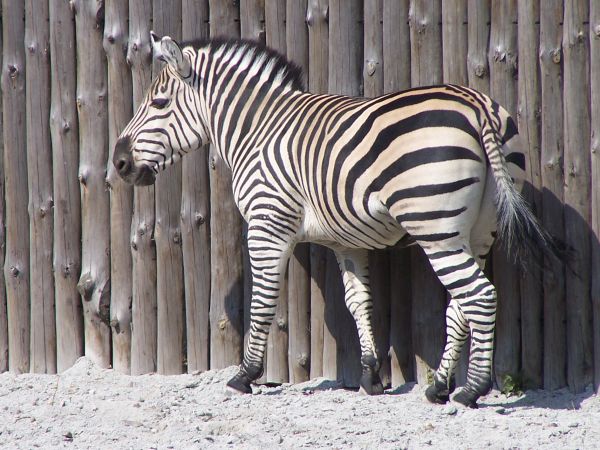 �����, �������� ������� ����