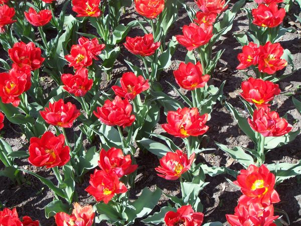 ����� � �������� �������� ����