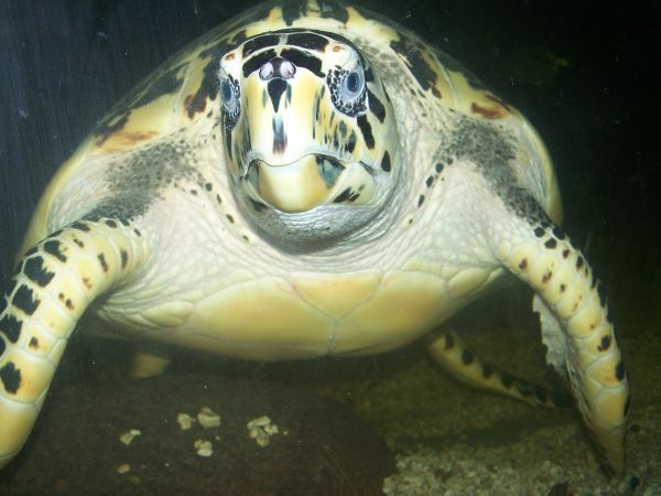 �������� ������� ����