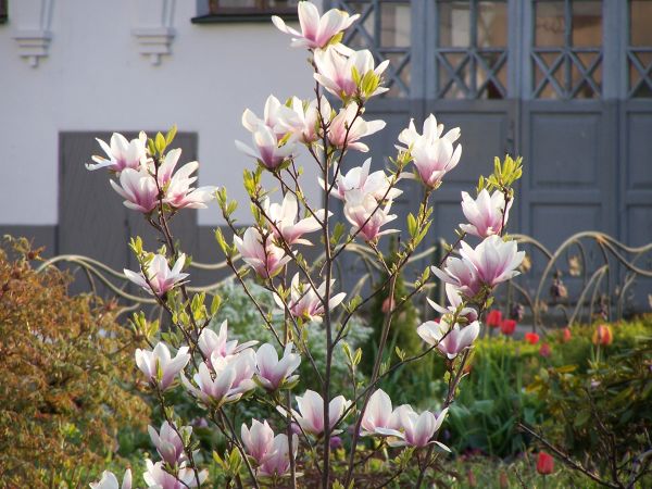 ���� ����������� �������� ����