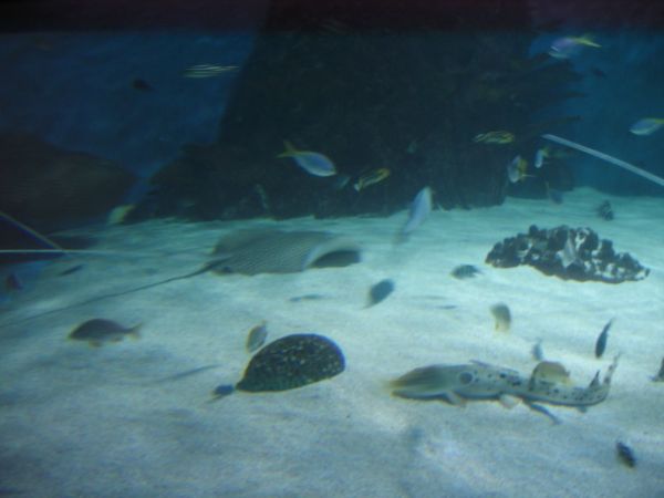 ����������-���������, ��������, ������� ����