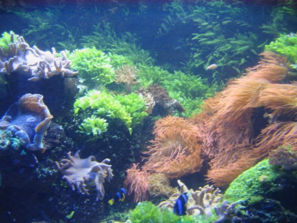 ����������-���������, ��������, ������� ����