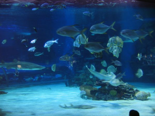 ����������-���������, ��������, ������� ����