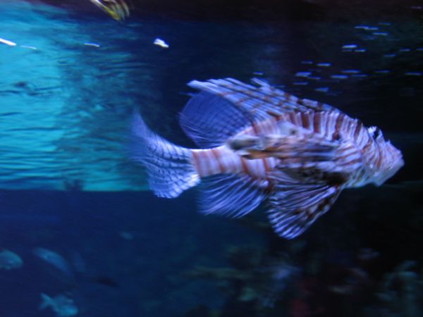 ����������-���������, ��������, ������� ����