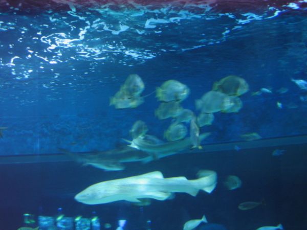 ����������-���������, ��������, ������� ����