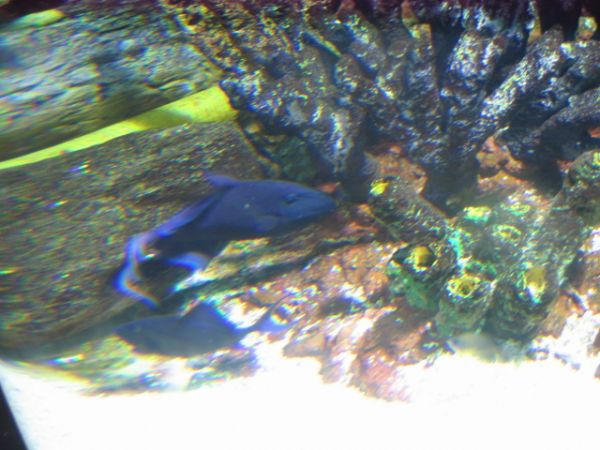 ����������-���������, ��������, ������� ����