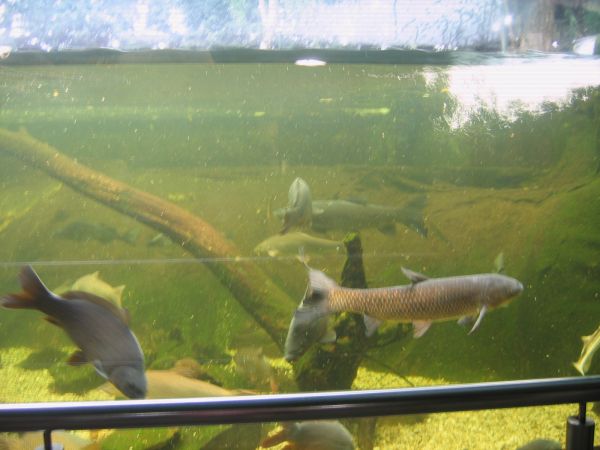 ����������-���������, ��������, ������� ����