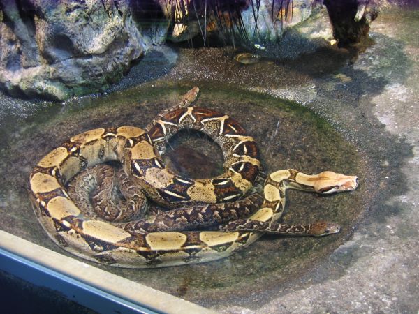 ����������-���������, ��������, ������� ����