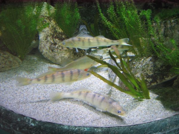 ����������-���������, ��������, ������� ����