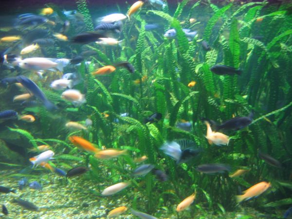 ����������-���������, ��������, ������� ����