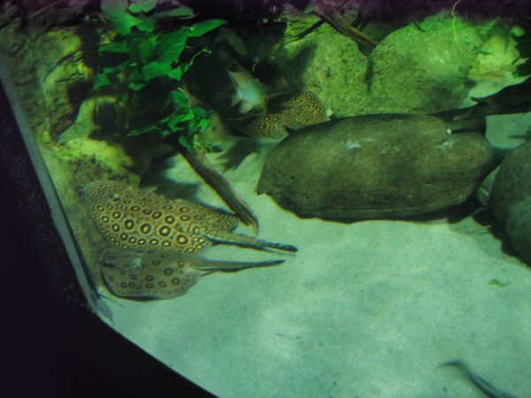 ����������-���������, ��������, ������� ����