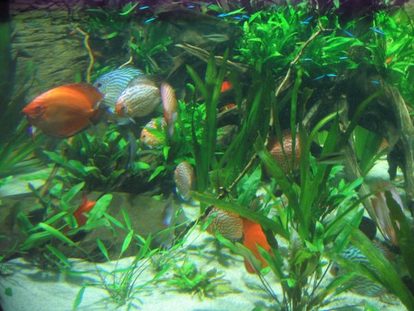 ����������-���������, ��������, ������� ����