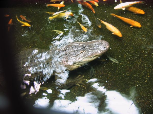 ����������-���������, ��������, ������� ����