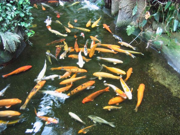 ����������-���������, ��������, ������� ����