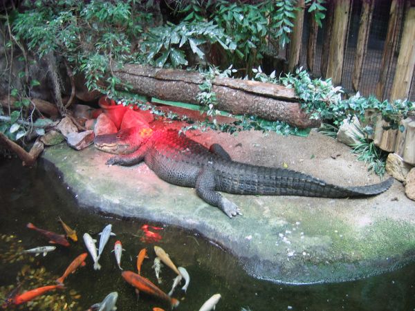 ����������-���������, ��������, ������� ����