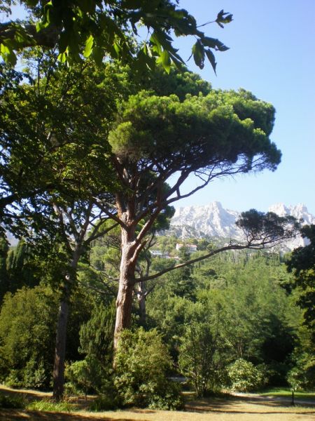 ����������� ���� ����