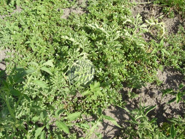 ����� ����