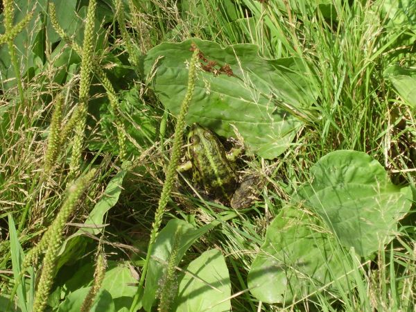 ������� ����