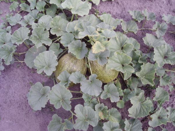 ���� ����