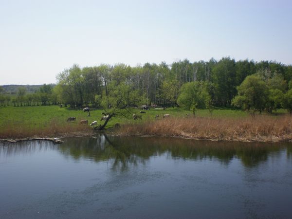 ������� ������������ ����