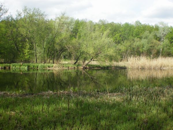 ������� ������������ ����