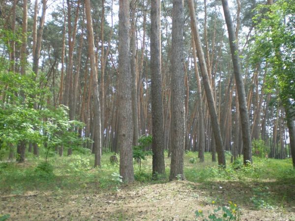 ��� ����� �������������� ����