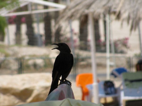 ������� ���� ����