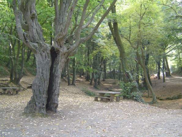 Белградский лес