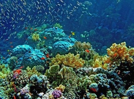 Коралловый риф