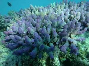 Коралловые Сады Хиккадувы